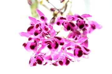 Obraz premium purple orchid flower Dendrobium parishii peloric lips