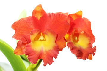 Cattleya Star of Siam orchid in white background