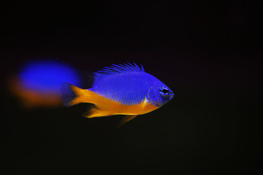 Yellow belly damselfish (Chrysiptera hemicyanea)