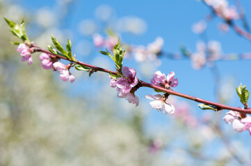 peach (or nectarine) blossoms on a blue sky