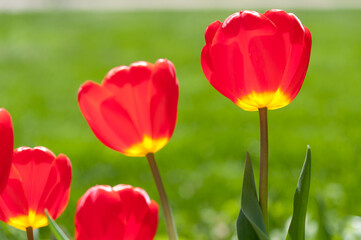 red and yellow tulips on a green background
