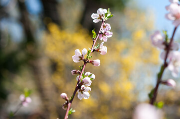 peach blossom in the garden (yellow forsythia bush behind)