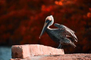 pelican