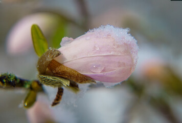 Gros plan d'une fleur encore intacte de magnolia rose sous la neige de printemps