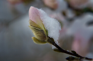 Gros plan d'une fleur encore intacte de magnolia rose sous la neige de printemps