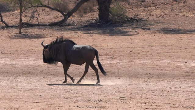 Muscled wildebeest walking gracefully in Kgalagadi Transfrontier Park in a sunny day - Kalahari Desert, Upington, South Africa. Safari leisure park, nature reserve, wildlife conservation concept.