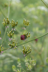 Graphosoma lineatum