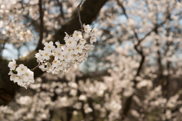 white cherry blossoms in spring