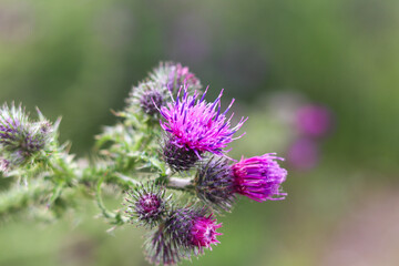 Distel