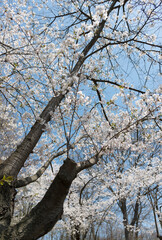 trunk and branches with cherry blossoms and sky
