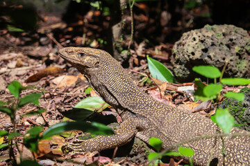 Clouded Monitor