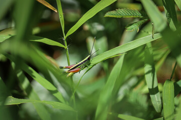 Grasshopper