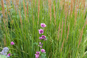 flowers in the grass