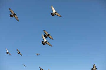 Pigeons fly in sky. Birds in flight.