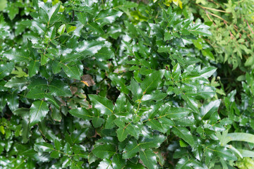 Ilex aquifolium background