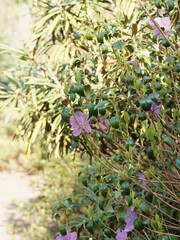 (Rhododendron dauricum) Dahurische Azalee - Strauch mehrstämmig mit purpur Blumen. Flach trichterförmig Krone mit Staubbeutel. Ledrig, gestielt Laubblätter, breit, am Ende abgerundet oder stumpf 