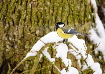 Great tit on a snowy branch in winter, Germany