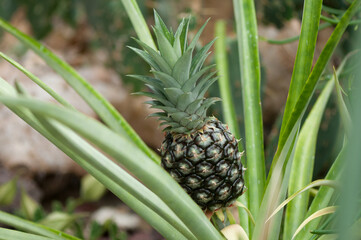 Fototapeta premium pineapple on the bush