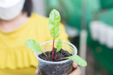 Closeup woman hand holding fresh baby Switchchard vegetable in the garden, Selective focus