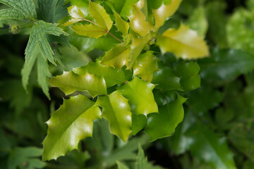 Ilex aquifolium or holly in the garden