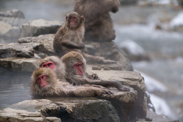 The Japanese macaque (Macaca fuscata)