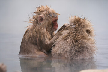 The Japanese macaque (Macaca fuscata)