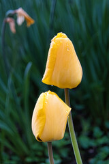 Gelbe Tulpen