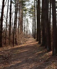 The trail under the trees in the forest on a sunny day.