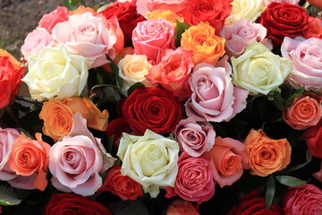Colorful wedding roses