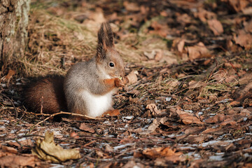 red squirrel eating seeds in the forest, Sciurus vulgaris