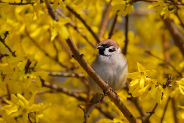 sparrow on the branch of Forsythia, Passer montanus