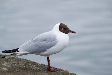 black-headed gull at the pier