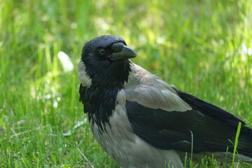 Obraz premium crow in the grass, Corvus cornix close up