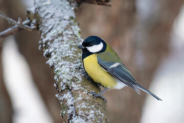 great tit on the branch, Parus major