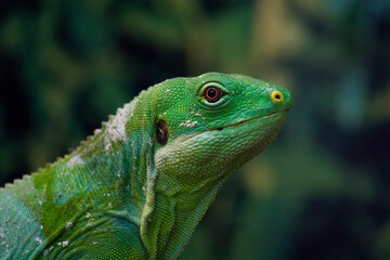 Lau banded iguana, Brachylophus fasciatus close up