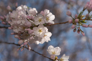 cherry tree blossom