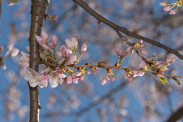 pink buds on a blossoming tree