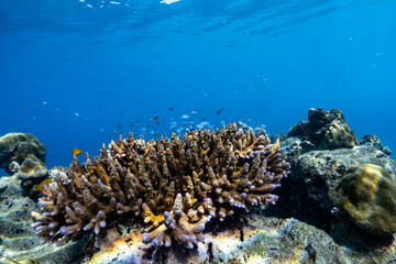Naklejka na ściany i meble Beautiful underwater corals of the Andaman Sea in Thailand.