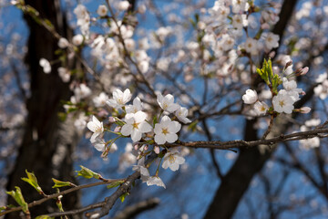tree flowers