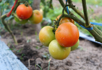 Tomatoes close up, ripening orange tomatoes fruits growing on vines in an organic summer garden.