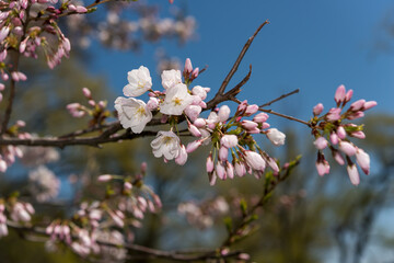 Obraz premium pink flower buds and blossoms on a blue sky with out of focus trees