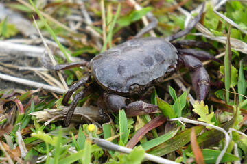 Black Ricefield crab on the grass.
