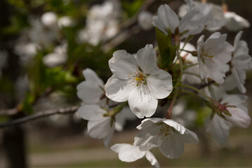 close up of white tree blossoms under partial shade