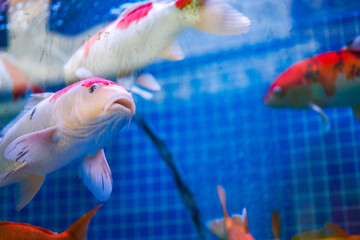 Close-up of big koi raised in fish tank