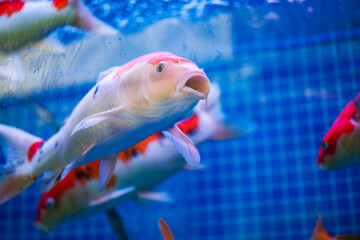 Close-up of big koi raised in fish tank