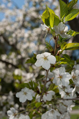 spring leaves and flowers of the prunus tree close up