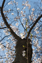blooming tree in spring