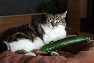 Eine Katze schläft mit einer Gurke. Haben Katzen Angst vor Gurken oder mögen sie diese?