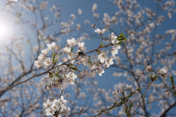 sun burst, blue sky, and tree with multiple blossoms