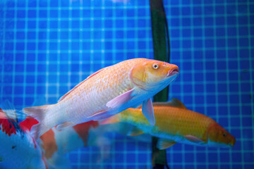 Close-up of big koi raised in fish tank